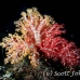 coral_soft_ni_h_0705_png1614.jpg